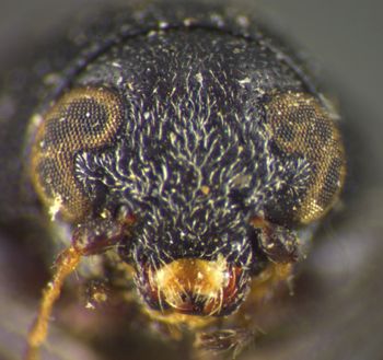 Media type: image;   Entomology 8404 Aspect: head frontal view